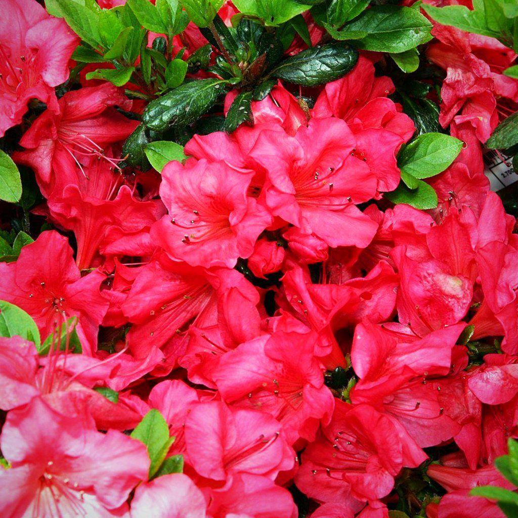 Azalea kaempferi 'Johanna' - Johanna Azalea - Image 4