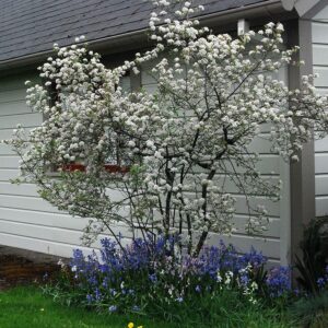 Aronia arbutifolia 'Brilliantissima'  - Brilliant Red Chokeberry