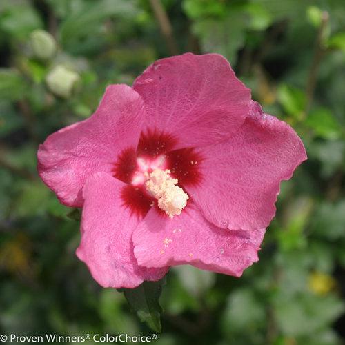 Hibiscus syriacus 'SHIMRR38' - PW® Lil' Kim® Red Hibiscus