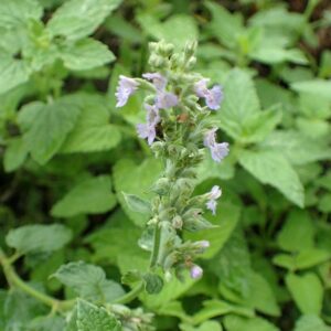 Nepeta racemosa 'Blue Wonder'  - Blue Wonder Catmint