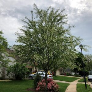 Prunus serotina  - Black Cherry