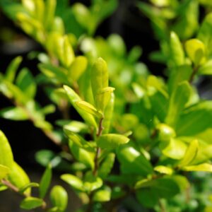 Ilex crenata 'Drops of Gold'  - Drops of Gold Japanese Holly