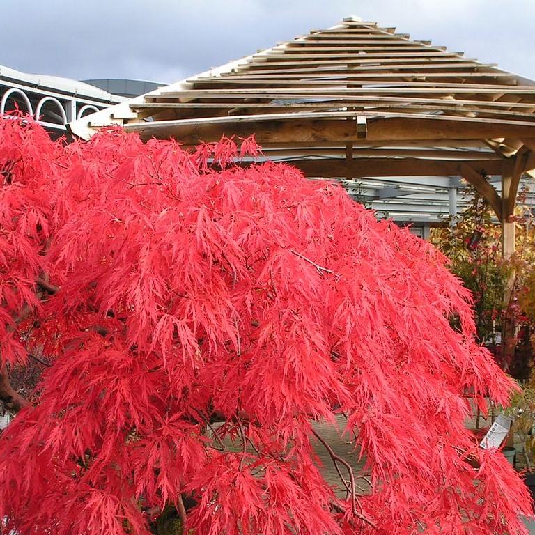 Acer palmatum var. dissectum 'Crimson Queen' - Crimson Queen Japanese Maple - Image 3