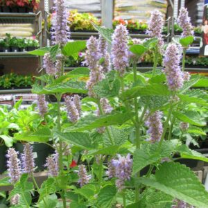 Agastache foeniculum  - Anise Purple Hyssop