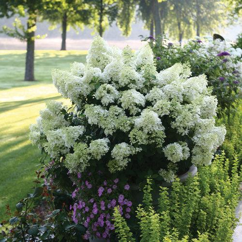 Hydrangea paniculata 'Ilvobo' PP22782 - Proven Winners® Color Choice® Bobo® Hydrangea - Image 2