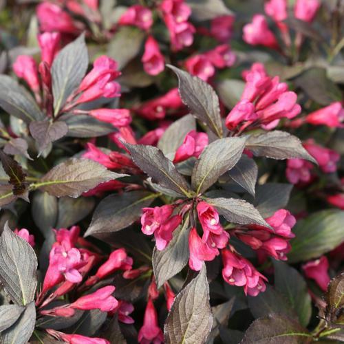 Weigela florida 'Bokraspiwi' PP23,781 - Spilled Wine® Weigela