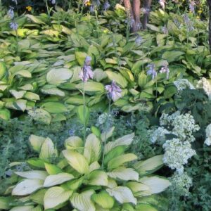 Hosta x 'Gold Standard'  - Gold Standard Hosta