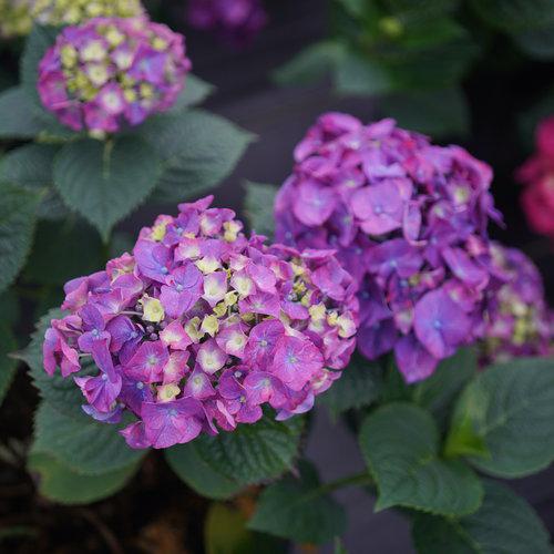 Hydrangea macrophylla 'SMNHMP' USPP 32,514 - Let's Dance® Big Band® Hydrangea - Image 2