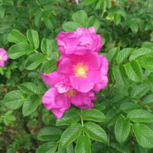 Rosa rugosa  - Rugosa Rose, Japanese Rose