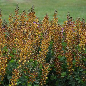 Baptisia 'Cherries Jubilee'  - Decadence® Cherries Jubilee Baptisia