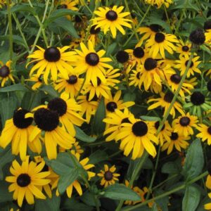 Rudbeckia 'American Gold Rush'  - American Gold Rush Black-Eyed Susan