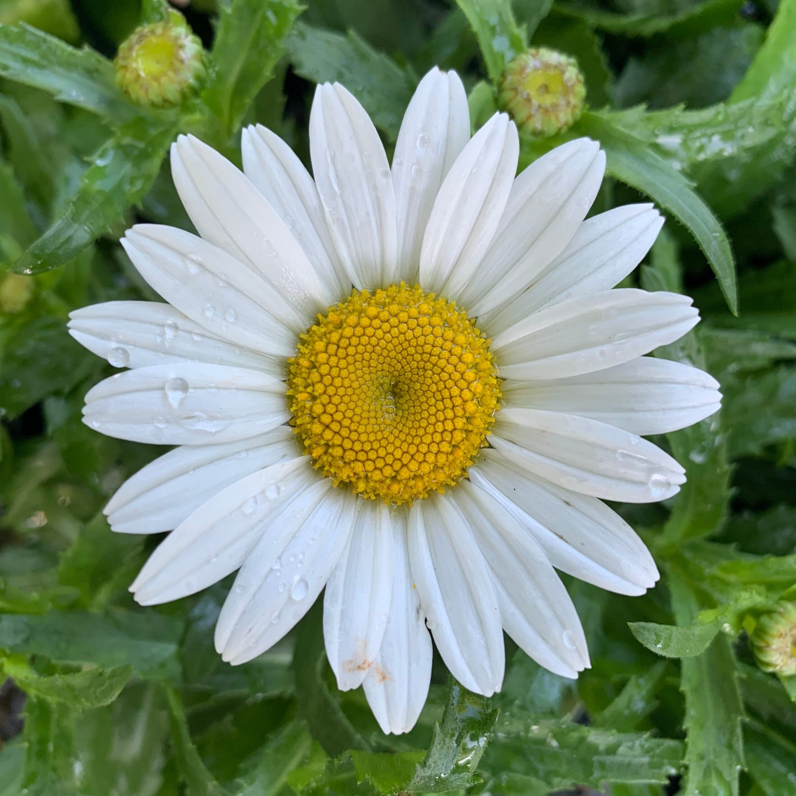Leucanthemum x superbum 'Snowcap' - Snowcap Shasta Daisy