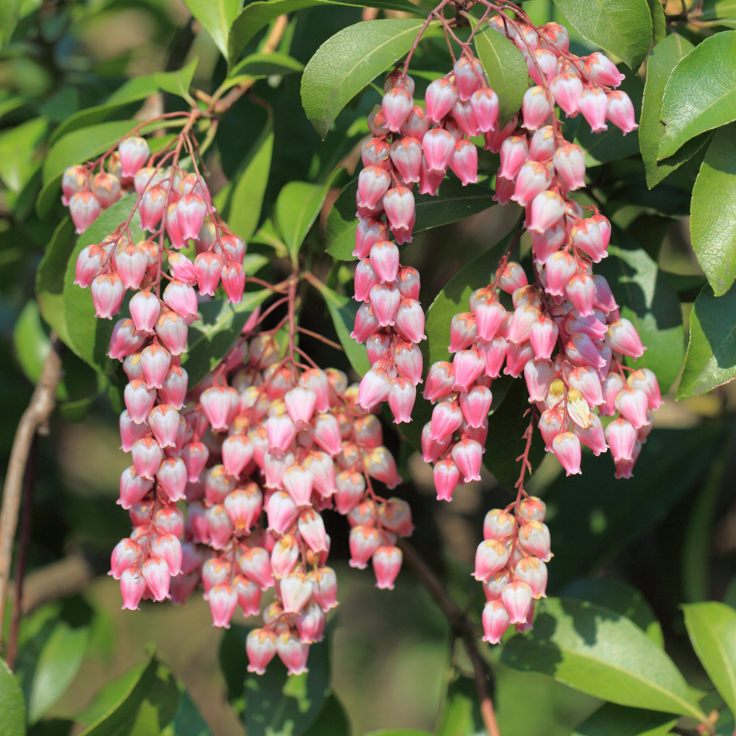 Pieris japonica 'Katsura' - Katsura Pieris - Image 4