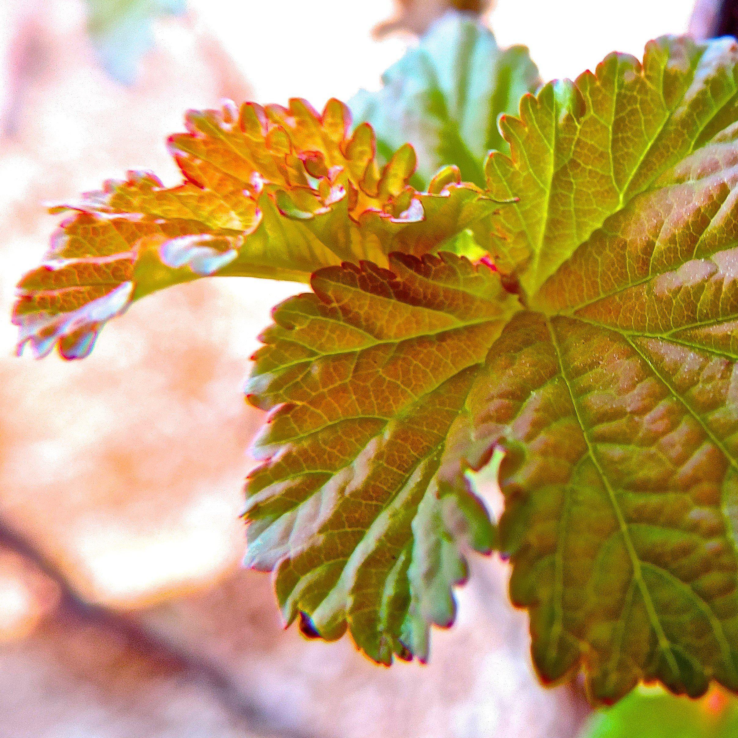 Physocarpus opulifolius 'Jefam' - First Editions® Amber Jubilee™ Ninebark