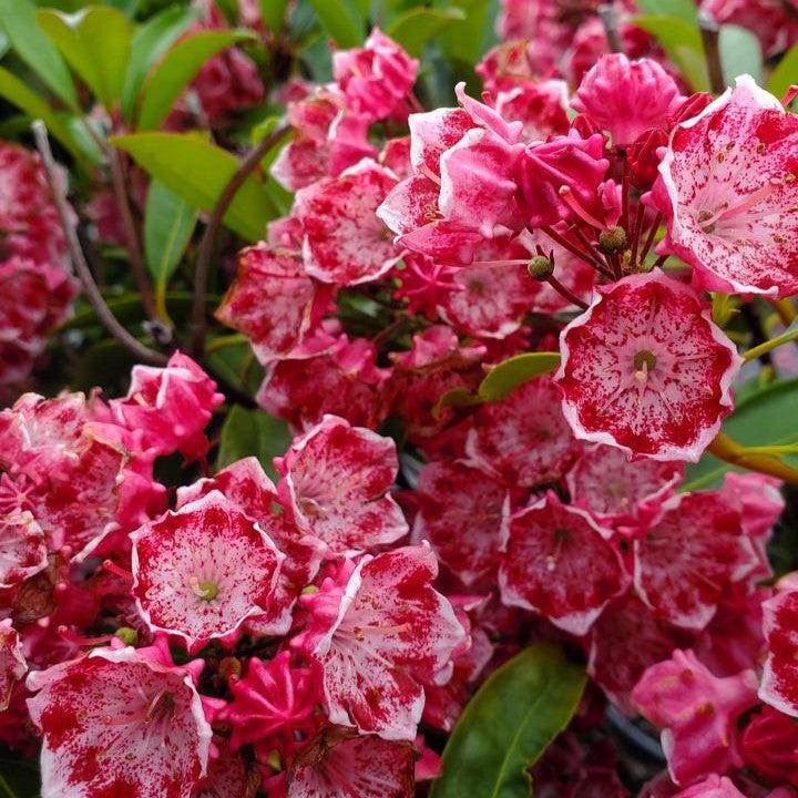Kalmia latifolia 'Kaleidoscope' - Kaleidoscope Mountain Laurel