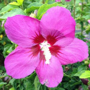 Hibiscus syriacus 'SHIMRV24'  - PW® Lil' Kim® Violet Hibiscus