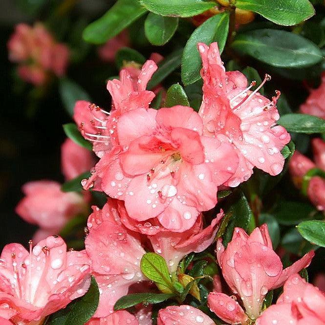 Rhododendron 'Blaauw's Pink' - Blaauw's Pink Azalea