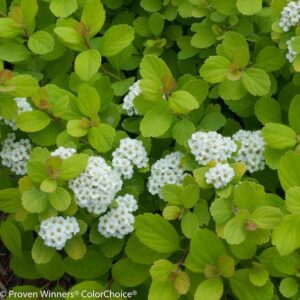 Spiraea betulifolia 'Tor Gold'   - Glow Girl® Birchleaf Spirea