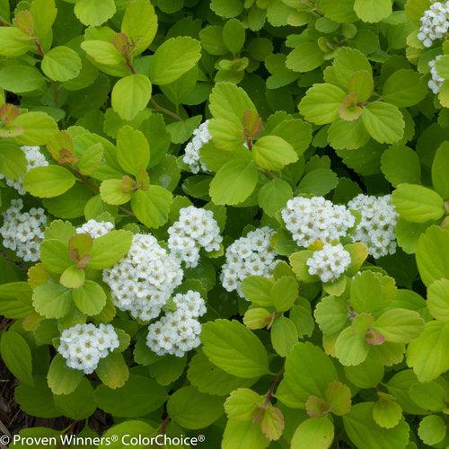 Spiraea betulifolia 'Tor Gold' - Glow Girl® Birchleaf Spirea