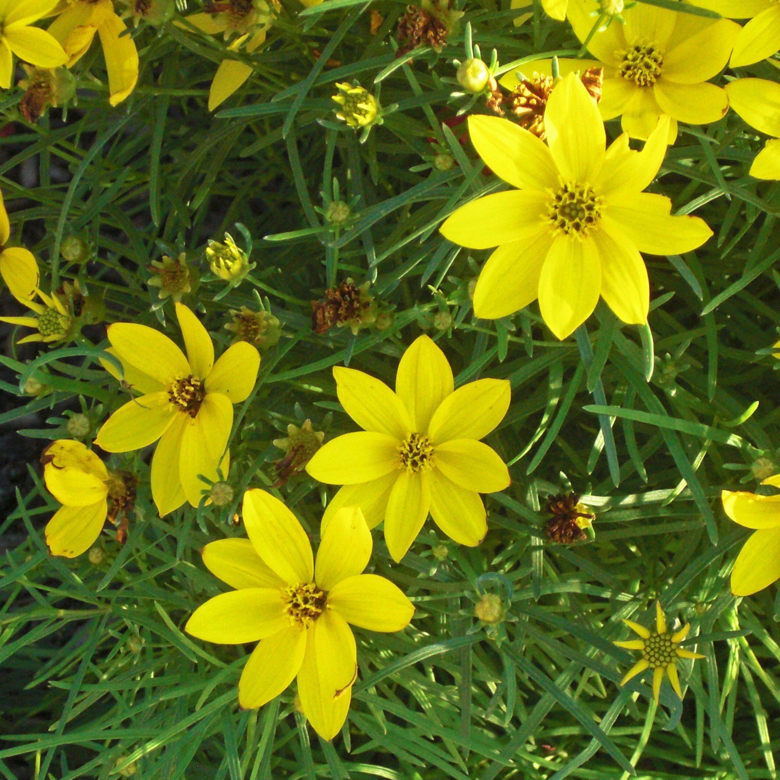 Coreopsis verticillata 'Zagreb' - Zagreb Threadleaf Tickseed