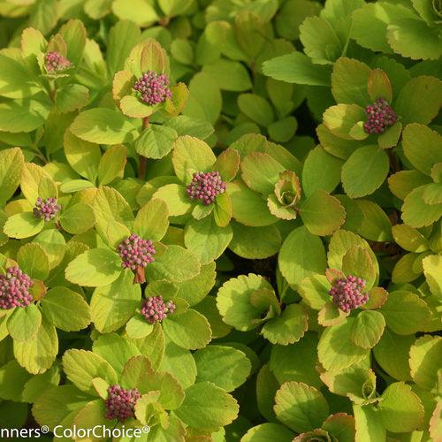 Spiraea betulifolia 'Tor Gold' - Glow Girl® Birchleaf Spirea - Image 4