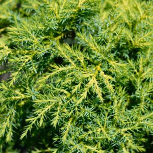 Juniperus chinensis 'Gold Star'  - Gold Star Juniper