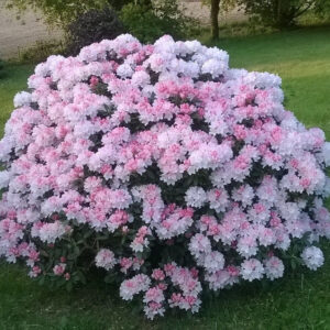 Rhododendron yakushimanum 'Percy Wiseman'  - Percy Wiseman Rhododendron