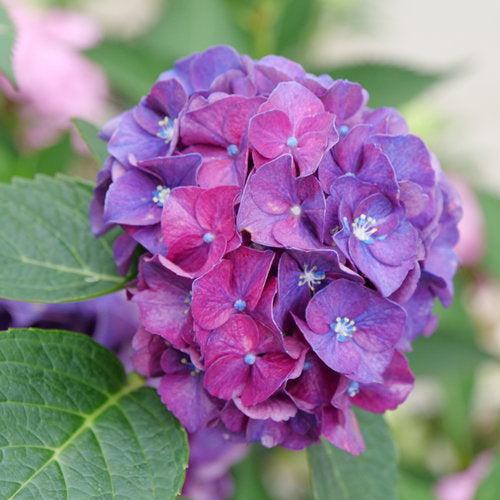 Hydrangea macrophylla 'Stragrum' - Wee Bit Grumpy® Hydrangea - Image 2