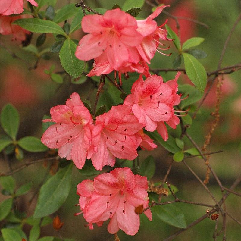 Rhododendron 'Blaauw's Pink' - Blaauw's Pink Azalea - Image 2