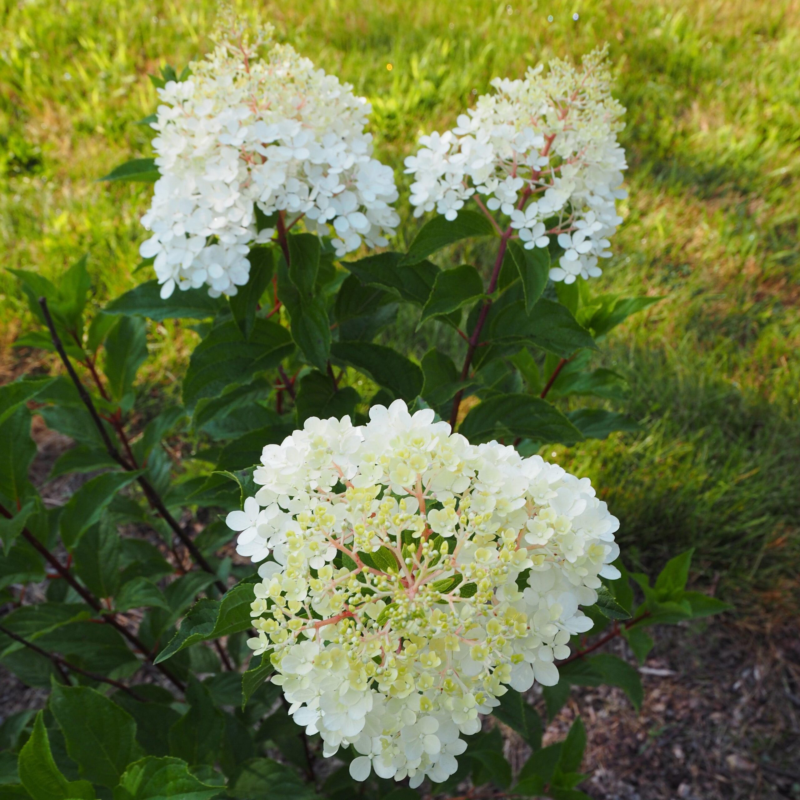 Hydrangea paniculata 'Renhy' - First Editions® Vanilla Strawberry™ Hydrangea - Image 4