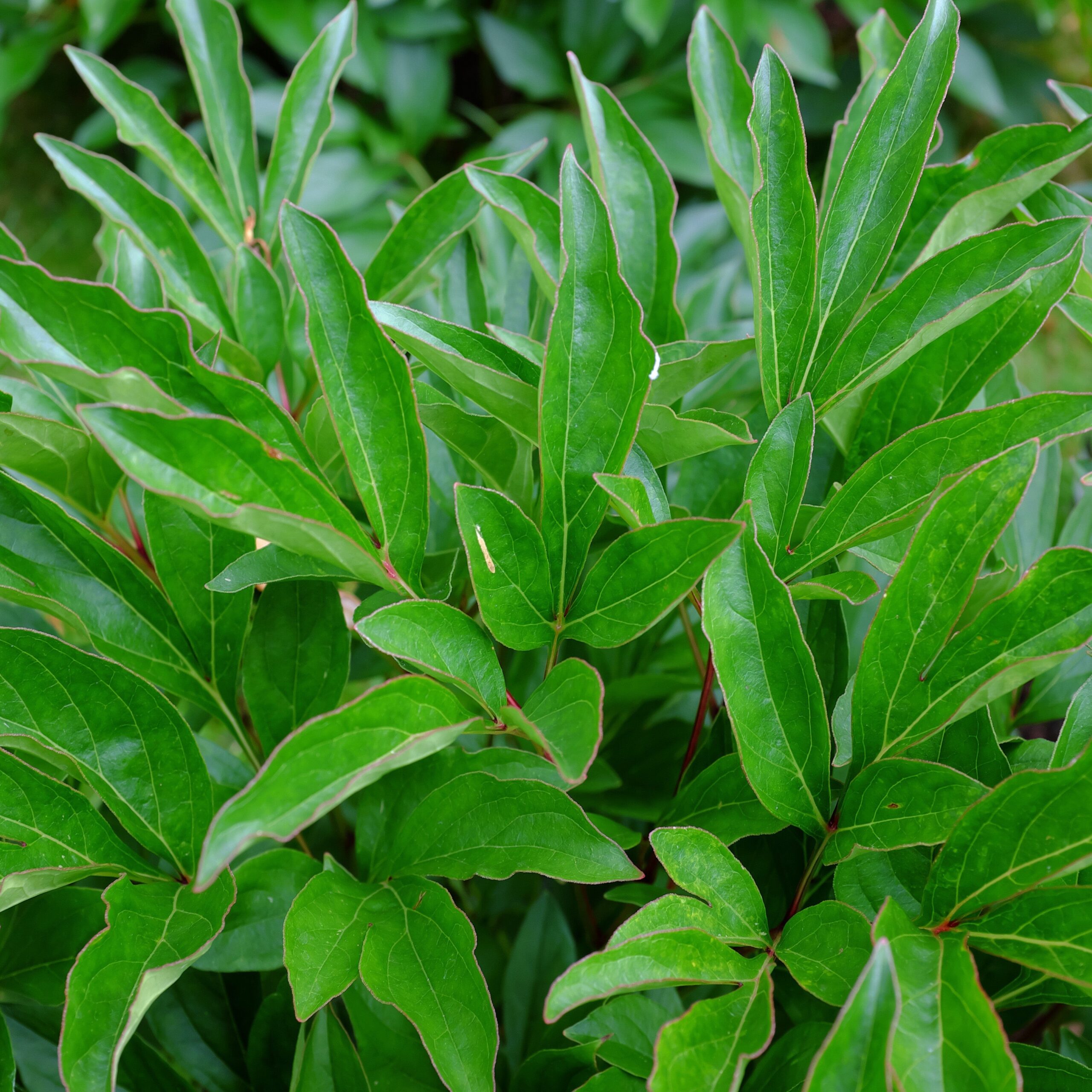 Rhododendron 'Polarnacht' - Polarnacht Rhododendron - Image 2