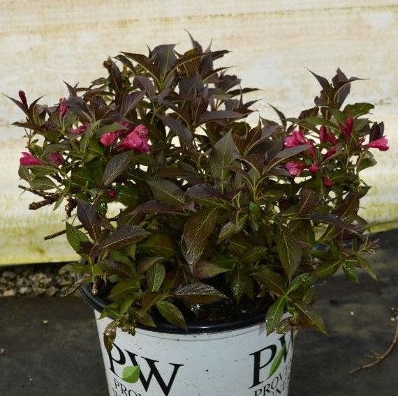 Weigela florida 'Bokraspiwi' PP23,781 - Spilled Wine® Weigela - Image 2