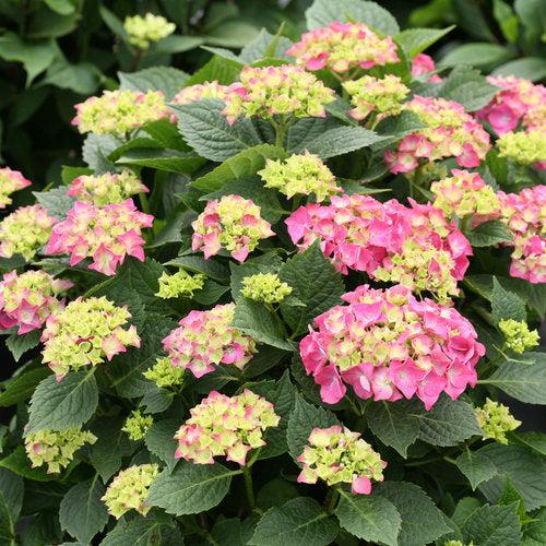 Hydrangea macrophylla 'SMNHMP' USPP 32,514 - Let's Dance® Big Band® Hydrangea - Image 4