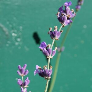 Lavandula angustifolia 'Munstead'  - Munstead English Lavender