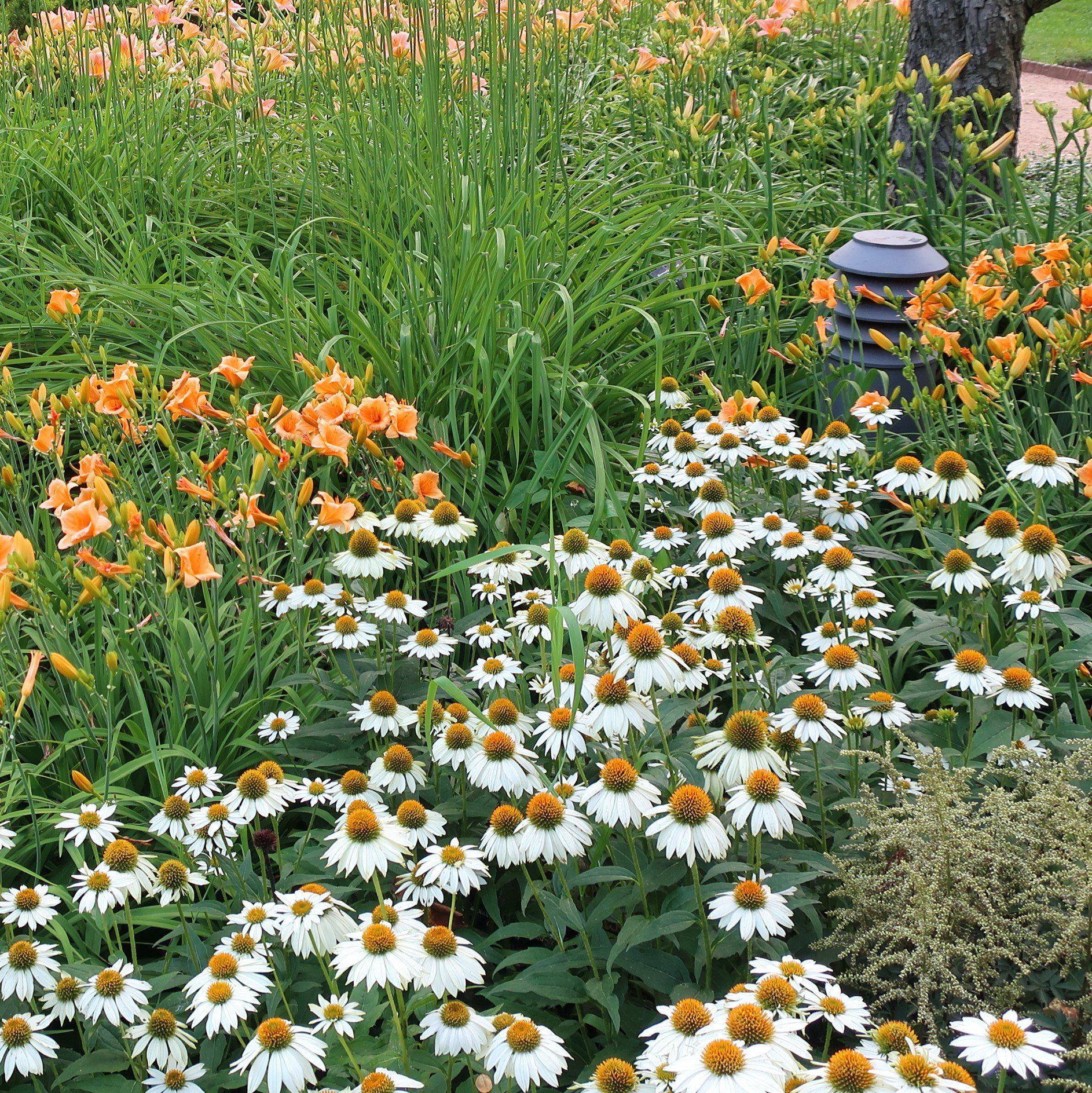 Echinacea purpurea 'PowWow White' - PowWow® White Echinacea, Coneflower - Image 6