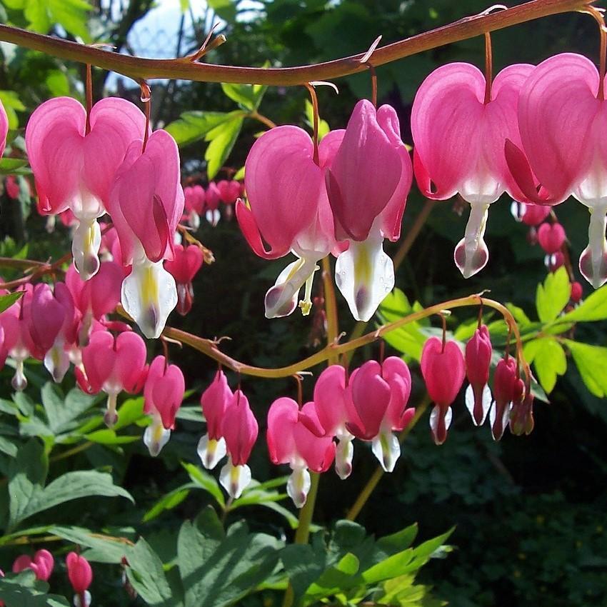 Dicentra spectabilis - Asian Bleeding Heart
