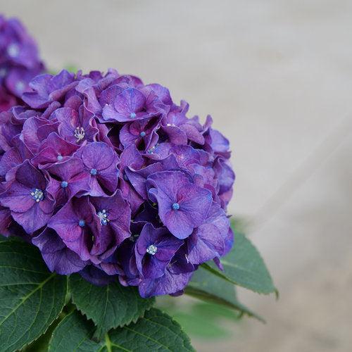 Hydrangea macrophylla 'Stragrum' - Wee Bit Grumpy® Hydrangea - Image 3